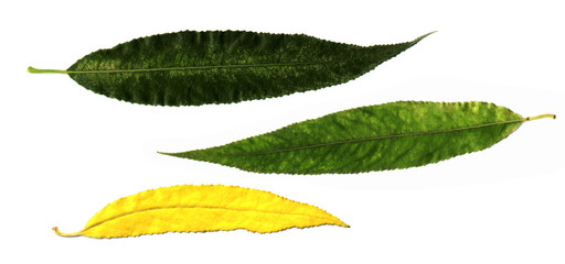 Wall Mural - willow leaf