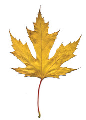 Wall Mural - maple autumn leaf