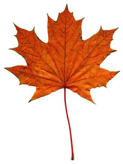Wall Mural - maple autumn leaf