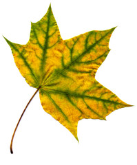 Wall Mural - maple autumn leaf