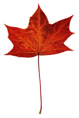 Wall Mural - maple autumn leaf