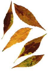 Wall Mural - autumn leaves