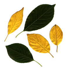 Wall Mural - autumn leaves