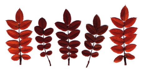 Wall Mural - rowan autumn leaves