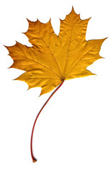Wall Mural - maple autumn leaf