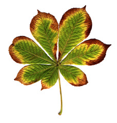 Wall Mural - chestnut autumn leaves isolated on white