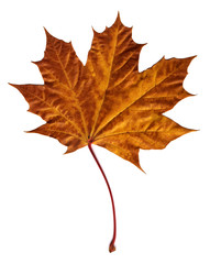 Wall Mural - maple autumn leaf