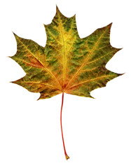 Wall Mural - maple autumn leaf