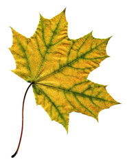 Wall Mural - maple autumn leaf