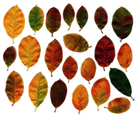 Wall Mural - autumn leaves