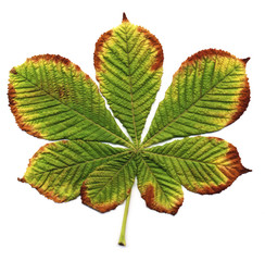 Wall Mural - chestnut autumn leaves isolated on white