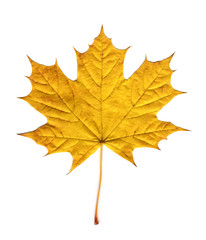 Wall Mural - maple autumn leaf