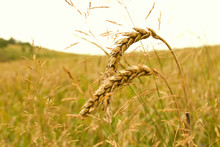 Wheat Head Against  Field ..
