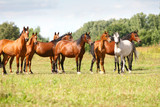Fototapeta Zwierzęta - arabian horse herd