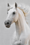 Fototapeta Konie - white horse stallion isolated on the gray background