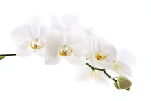 Branch Of Beautiful Fresh Orchid Isolated On White Background