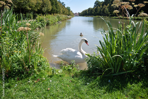 Plakat na zamówienie Schwan im Schlossgarten Oberschleißheim