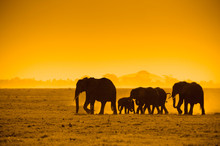 Silhouettes Of Elephants