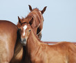 chestnut mare and foal