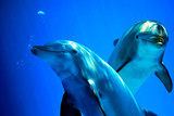 Delfini curiosi