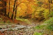 © Viktor Fiker - Autumn in forest