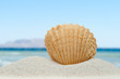 Leinwandbild Motiv Sea shell on the beach