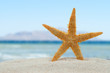 Leinwandbild Motiv Starfish on the beach