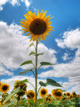 Sunflower  Field