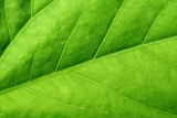 Fototapeta  - green leaf close up