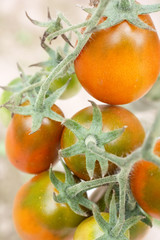 Wall Mural - Tomato plantation