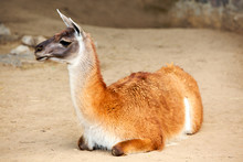 Llama Guanaco (Lama Guanicoe)