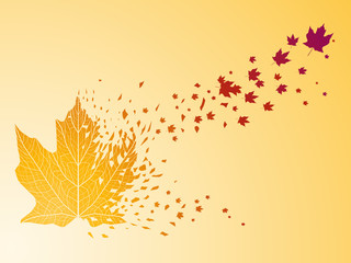 Wall Mural - maple leaf background