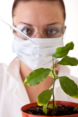 Wall Mural - gmo – laboratory work