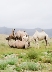 Wall Mural - Herd of Bactrian camels