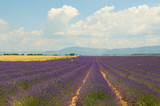 Fototapeta Lawenda - Lavender field, Provence, France