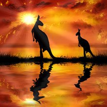 Kangaroo On A Beautiful Sunset Background