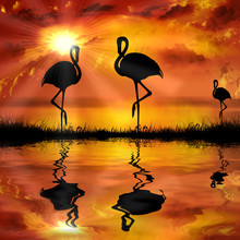 Flamingo  On A Beautiful Sunset Background