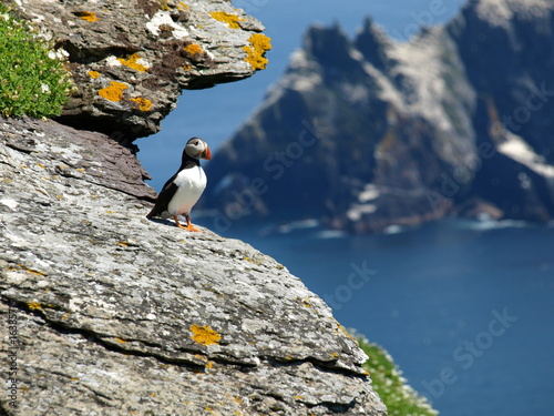 Cuadros en Lienzo skellig island puffin enjoying the view
