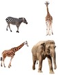 Africa animals collection