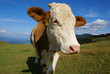 Cow at mountain pasture
