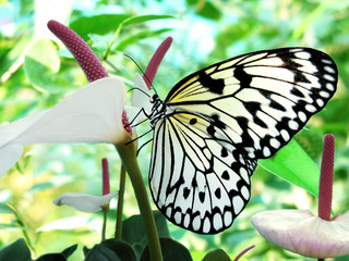 tropical butterfly