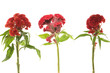 Three red celosia against on white