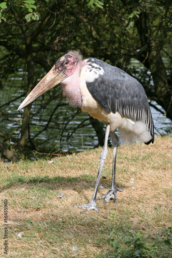 Day 38 Marabou Stork Bird Drawing Watercolor And