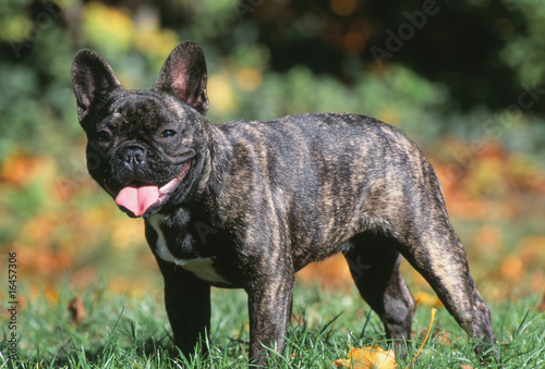 Bouledogue Francais Bringe De Profil Au Soleil Stock Photo Adobe Stock Bouledogue Francais Bringe De Profil Au Soleil Stock Photo Adobe Stock
