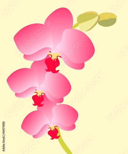 Naklejka na meble Orchid flowers