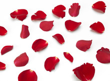 Scattered Red Rose Petals