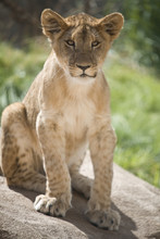 Lion Cub Sitting