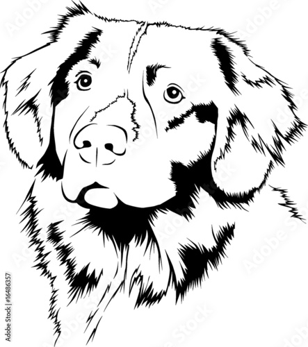 Nova Scotia Duck Tolling Retriever 02 - Vector - 이 스톡 벡터 구입 및 Adobe