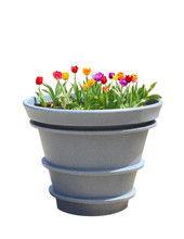 Tulip IBig Pot
