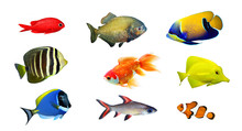 Tropical Fish - Collection On White Background